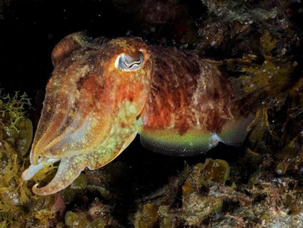 Portrait of common cuttlefish