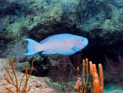 Blue parrotfish