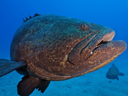 Close-up of atlantic goliath grouper