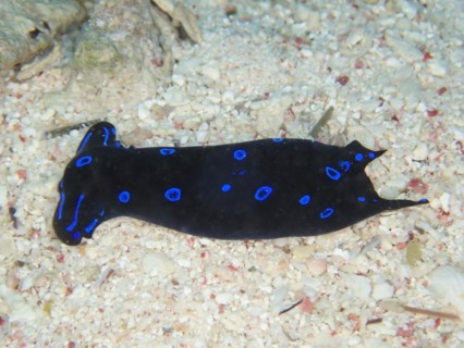 Blue-spotted headscarf snail