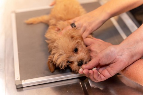 Veterinary clinic