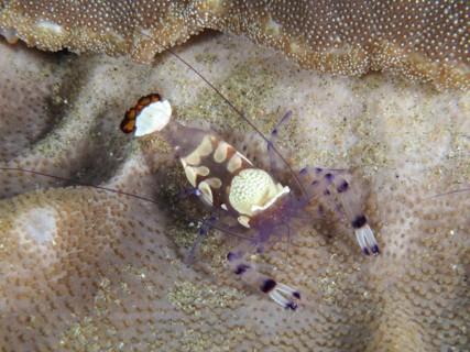 Peacock-eyed anemone shrimp