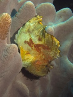 Leaf scorpionfish