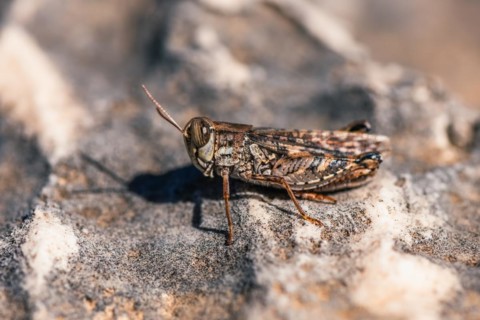 Short-horned Grasshopper