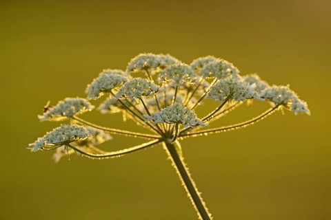 Meadow hogweed