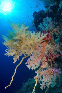 Broccoli tree