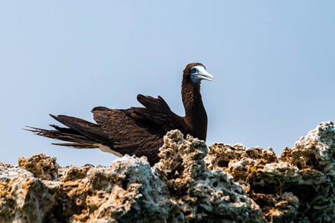 Brown Booby
