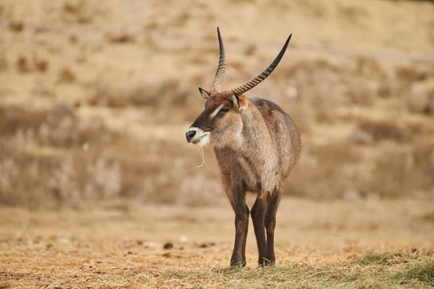 Waterbuck
