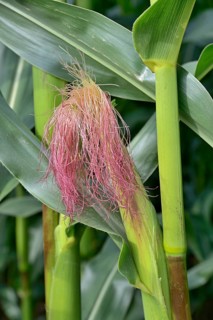 Corn