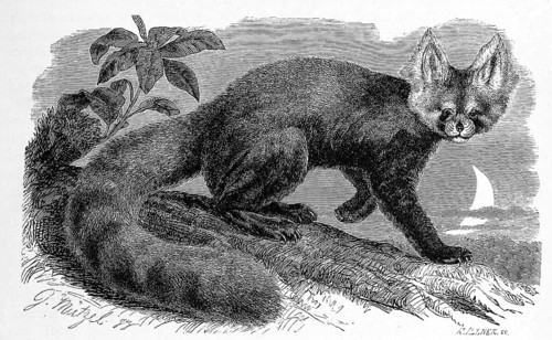 Lesser panda