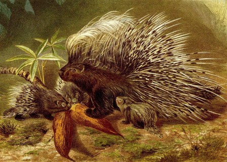 Crested porcupine