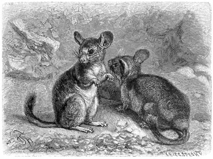 Woolly Mouse