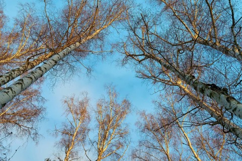 Bare tree tops in winter