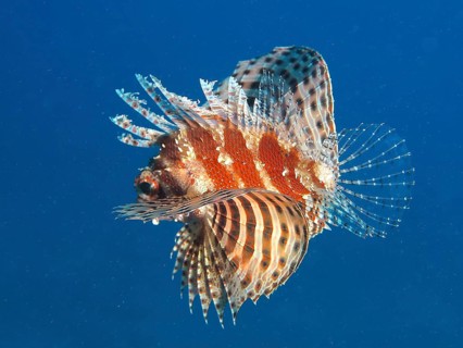 Red Sea Dwarf Lionfish