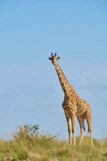 Masai giraffe