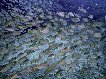 Shoal of bastard grunt