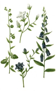 Botany