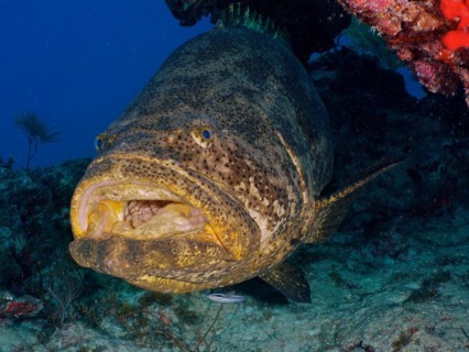 Portrait of atlantic goliath grouper