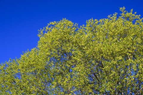 Flowering willow