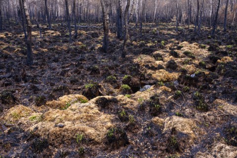 Moor fire