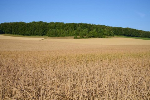 Spelt field in summer