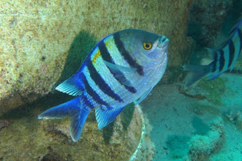 Indo-Pacific sergeant