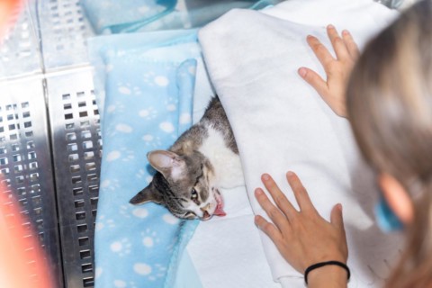Veterinary clinic with a cat