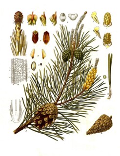 Medicinal plant