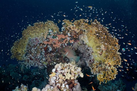 Net fire coral