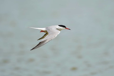 Elegant tern