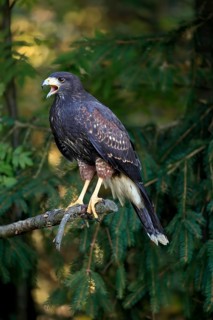 Harris's hawk