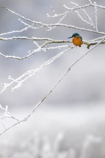 Common kingfisher
