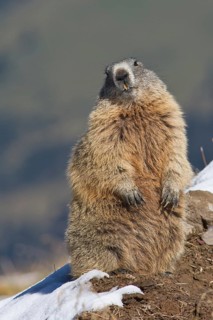 Alpine marmot