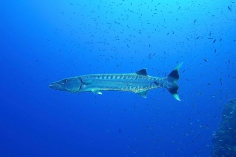 Large great barracuda