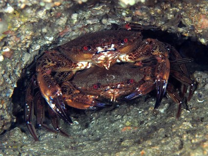 Pair of velvet crab