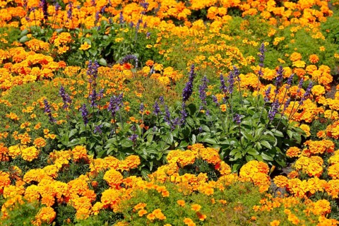 Common lavender