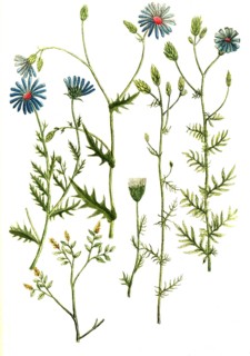 Botany