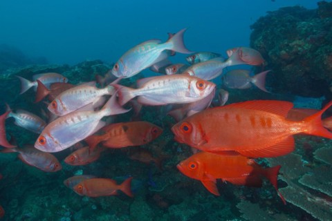 Group of common bigeye