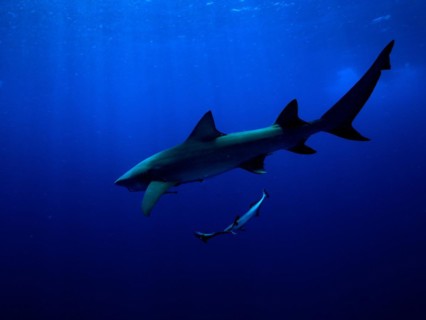 Lemon shark