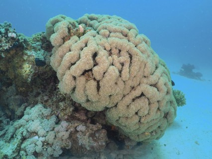 Bubble Coral