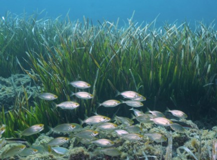 Shoal