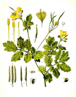 Medicinal plant