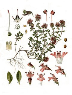Medicinal plant