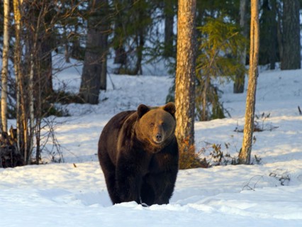 European brown bear