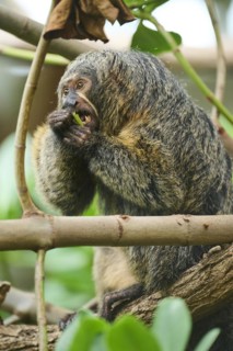 White-faced saki