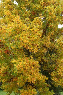 Autumn tulip tree