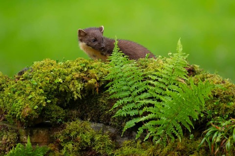 Pine marten