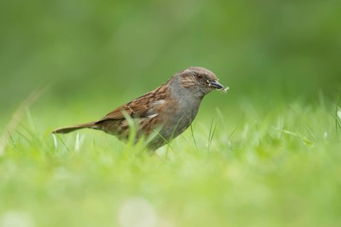 Dunnock or Hedge sparrow