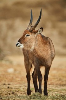 Waterbuck