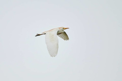 Cattle egret